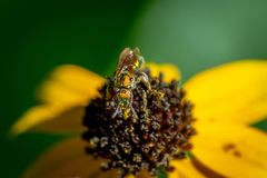 Augochlorella aurata