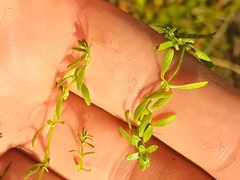 Callitriche palustris