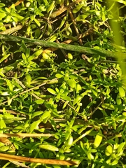 Callitriche palustris