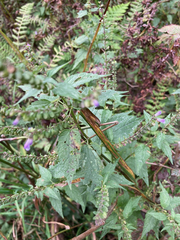 Scutellaria lateriflora