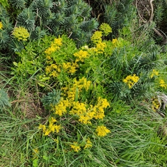 Sedum praealtum