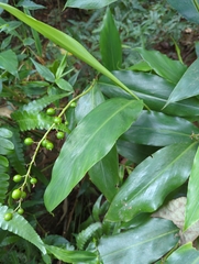 Alpinia intermedia