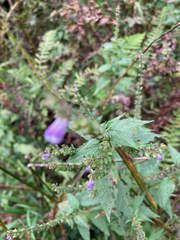 Scutellaria lateriflora