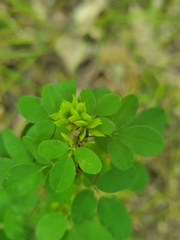 Lespedeza violacea