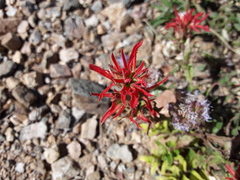 Castilleja applegatei