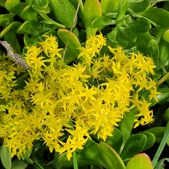 Sedum praealtum