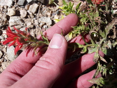 Castilleja applegatei