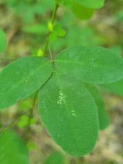 Lespedeza violacea