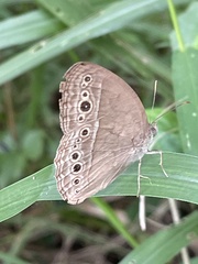 Mycalesis perseoides