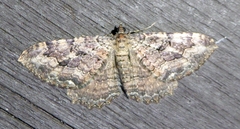 Rheumaptera meadii