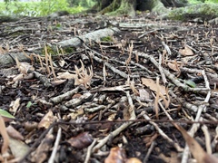 Clavaria