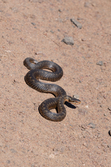 Vipera berus