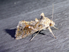 Chrysodeixis includens