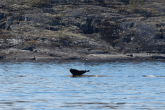 Pusa hispida ladogensis