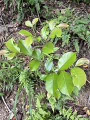 Glochidion rubrum