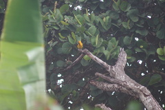 Icterus nigrogularis