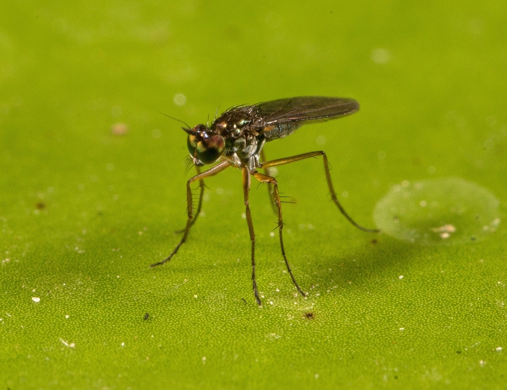 Campsicnemus hirtipes