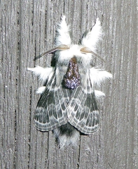 Tolype velleda