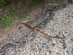 Agkistrodon laticinctus