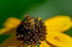 Augochlorella aurata