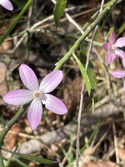 Eriostemon australasius