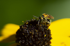 Augochlorella aurata