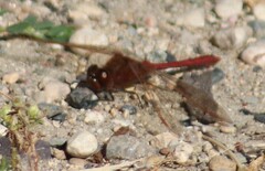 Sympetrum costiferum