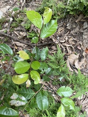 Glochidion rubrum