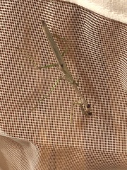 Stagmomantis carolina