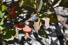 Vaccinium cespitosum