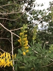 Genista