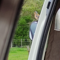 Fringilla coelebs gengleri