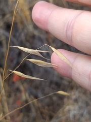 Avena barbata