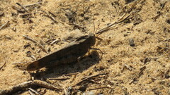 Trimerotropini