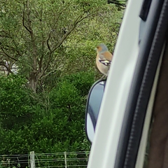 Fringilla coelebs gengleri