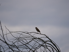 Cincloramphus mathewsi