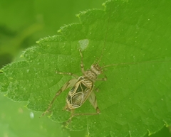 Svistella bifasciata
