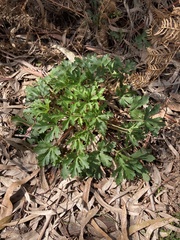 Trachymene composita