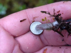 Lactarius pseudomucidus