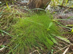 Isolepis cernua