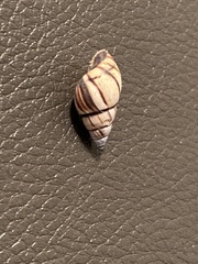 Drymaeus multilineatus