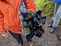 Polyozellus purpureoniger