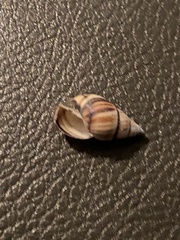 Drymaeus multilineatus