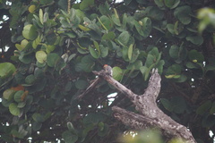 Melanerpes rubricapillus