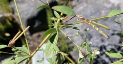 Acmispon americanus americanus