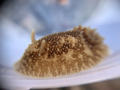 Onchidoris bilamellata