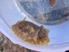 Onchidoris bilamellata