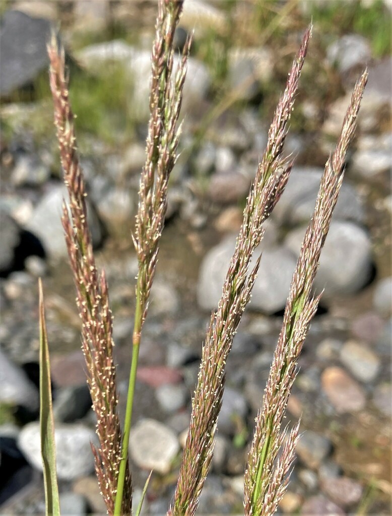 Pacific bentgrass