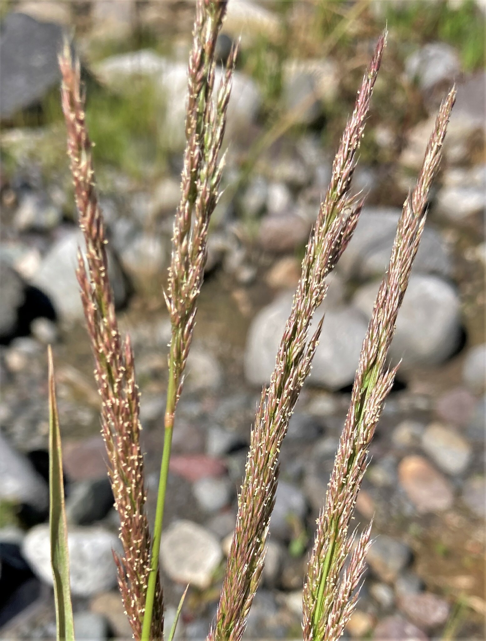 Agrostis exarata