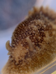 Onchidoris bilamellata